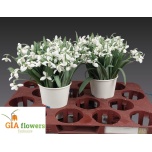 Galanthus Lumikelluke sneeuwklokje