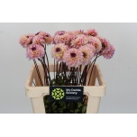 Dahlia Daalia ov 55cm