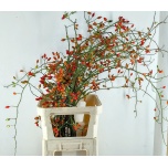 Rosa Kibuvits Zaffiro 80cm