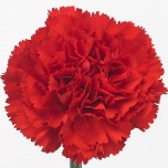 Dianthus Nelk ST RED (COL)*20