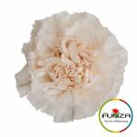 Dianthus Nelk ST BRUT (Funza CO)*20