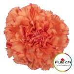 Dianthus Nelk ST CARAMEL COWBOY (Funza CO)*20