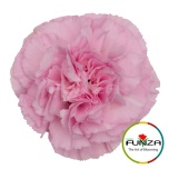Dianthus Nelk ST DEEP FAITH (Funza CO)*20