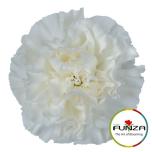 Dianthus Nelk ST DELPHI (Funza CO)*20