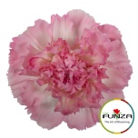 Dianthus Nelk ST DOLLAR (Funza CO)*20