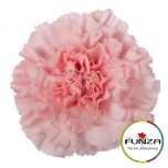 Dianthus Nelk ST DONCEL (Funza CO)*20