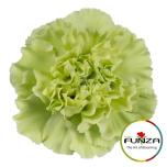 Dianthus Nelk ST EMERALD GREEN (Funza CO)*20