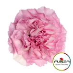 Dianthus Nelk ST ESSIANA (Funza CO)*20
