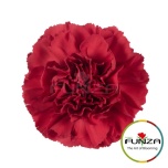 Dianthus Nelk ST GRANDSOLE (Funza CO)*20