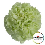 Dianthus Nelk ST JUNGEL (Funza CO)*20