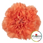 Dianthus Nelk ST HERMES ORANGE (Funza CO)*20