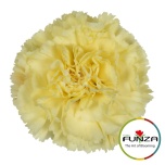 Dianthus Nelk ST ILIAD (Funza CO)*20