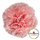 Dianthus Nelk ST JODIE (Funza CO)*20