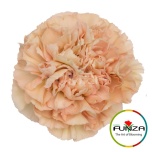 Dianthus Nelk ST LEGE MARRONE (Funza CO)*20