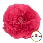 Dianthus Nelk ST MOZART (Funza CO)*20