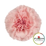 Dianthus Nelk ST NAHEMA (Funza CO)*20