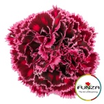 Dianthus Nelk ST NOBBIO BLACK HEART (Funza CO)*20
