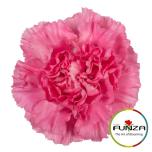 Dianthus Nelk ST TONIC GOLEM (Funza CO)*20