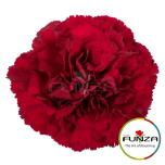 Dianthus Nelk ST ZURIGO (Funza CO)*20