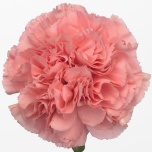 Dianthus Nelk ST Kleos*20