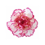 Dianthus Nelk ST KOMACHI (Funza CO)*20