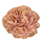 Dianthus Nelk ST Lady Dayana*20