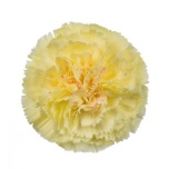 Dianthus Nelk ST Luiza*20