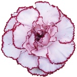 Dianthus Nelk ST Mudah*20