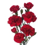Dianthus Nelk SP Red Diamonds*10