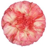 Dianthus Nelk ST Spritz Sport Arancio Rosa*20