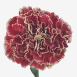 Dianthus Nelk ST Wine Cover*20