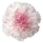 Dianthus Nelk ST Yukari Cherry*20