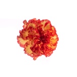 Dianthus Nelk ST ZENITH (Funza CO)*20