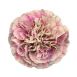 Dianthus Nelk ST Antiqua*20
