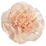 Dianthus Nelk ST Apple Lizzy*20