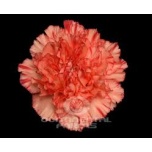 Dianthus Nelk ST Kalimero*20