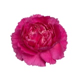 Dianthus Nelk ST Cherry Damascus*20