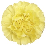 Dianthus Nelk ST Diletta*20