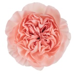 Dianthus Nelk ST Eternal Love*20