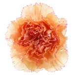 Dianthus Nelk ST Goopy Geer*20