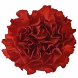 Dianthus Nelk ST Grandsole*20