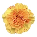 Dianthus Nelk ST Happy Haru*20