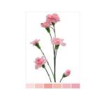 Dianthus Nelk SP Light Pink Academy (La Gaitana COL)*20