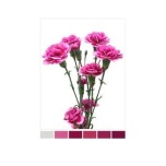Dianthus Nelk SP Purple Atlantis (La Gaitana COL)*20
