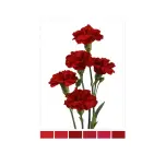 Dianthus Nelk SP Burgundy Chateau (La Gaitana COL)*20