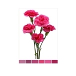 Dianthus Nelk SP Hot Pink Lorenzo (La Gaitana COL)*20