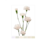 Dianthus Nelk SP White Nimbus (La Gaitana COL)*20