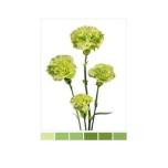 Dianthus Nelk SP Green Olivino (La Gaitana COL)*20