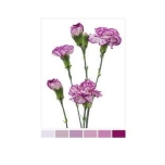 Dianthus Nelk SP Purple Spectro (La Gaitana COL)*20