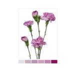 Dianthus Nelk SP Purple Spectro (La Gaitana COL)*20